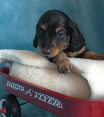 vom treuen wachter long haired mini dachshunds